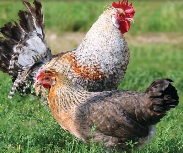 Cream legbar hennen ( blauwe eieren), Dieren en Toebehoren, Pluimvee