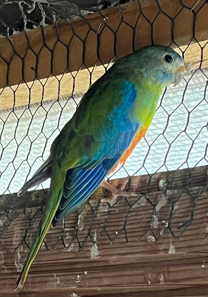 Femelle turquoisine, Femelle, Perruche