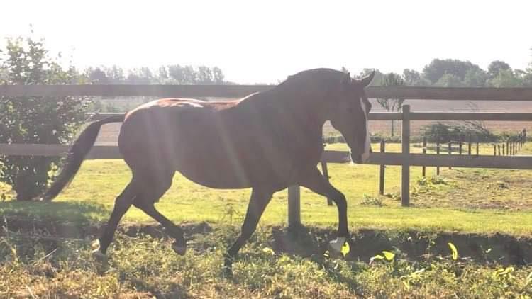 Zoek je een verzorgpaard of bijrijdpaard ?, Jument