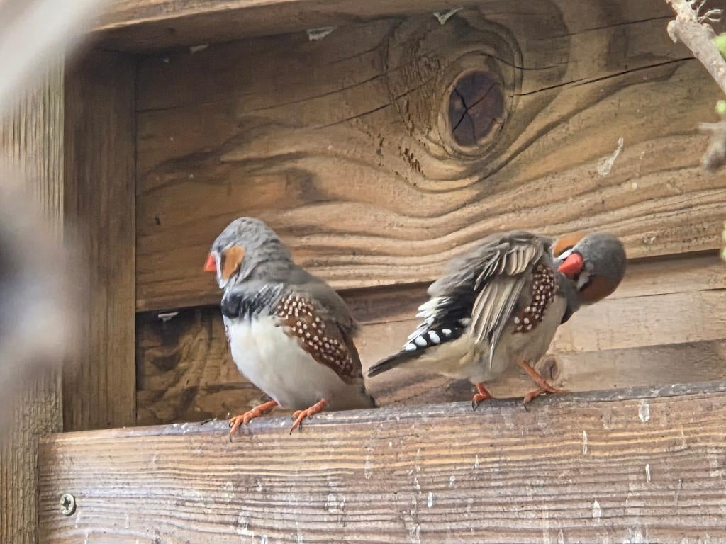 Zebravinken, Dieren en Toebehoren, Vogels | Kanaries, Meerdere dieren, Bastaard