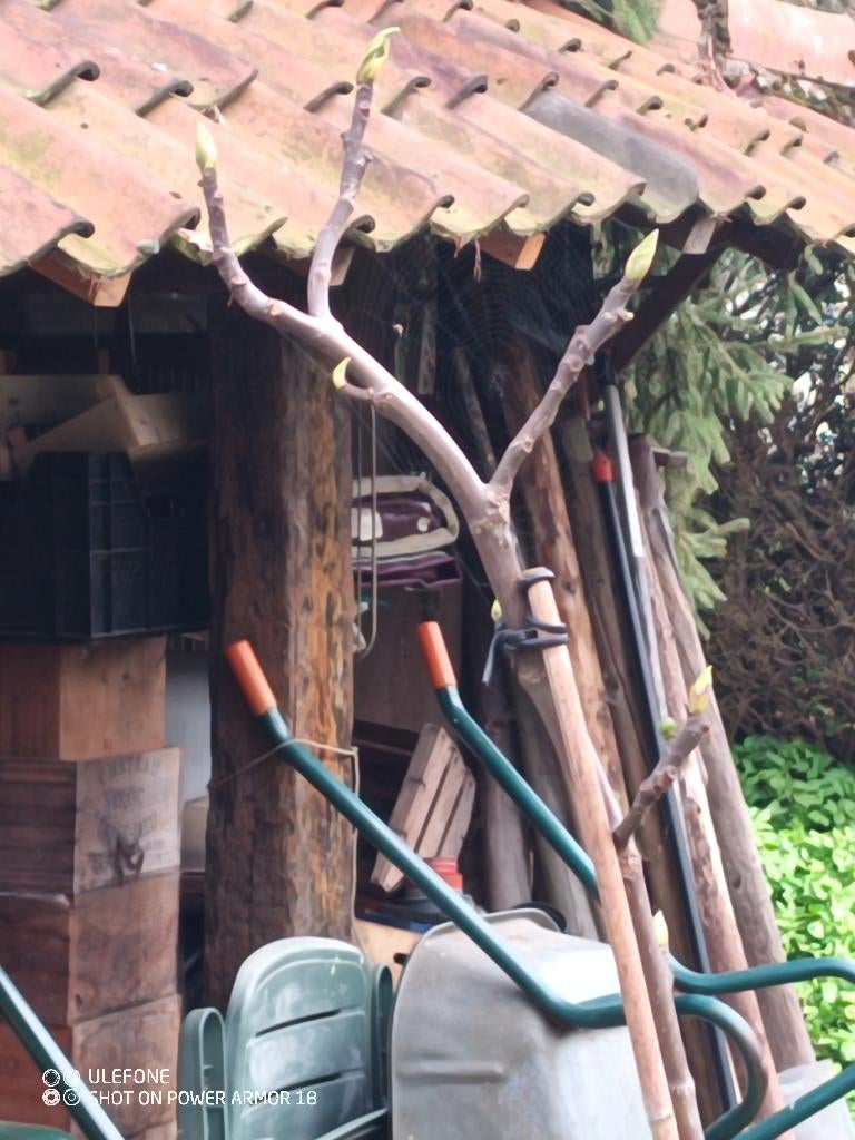 vijgenboom ( 4 stuks) zeer lekker, Tuin en Terras, Planten | Fruitbomen, Vijgenboom, Ophalen