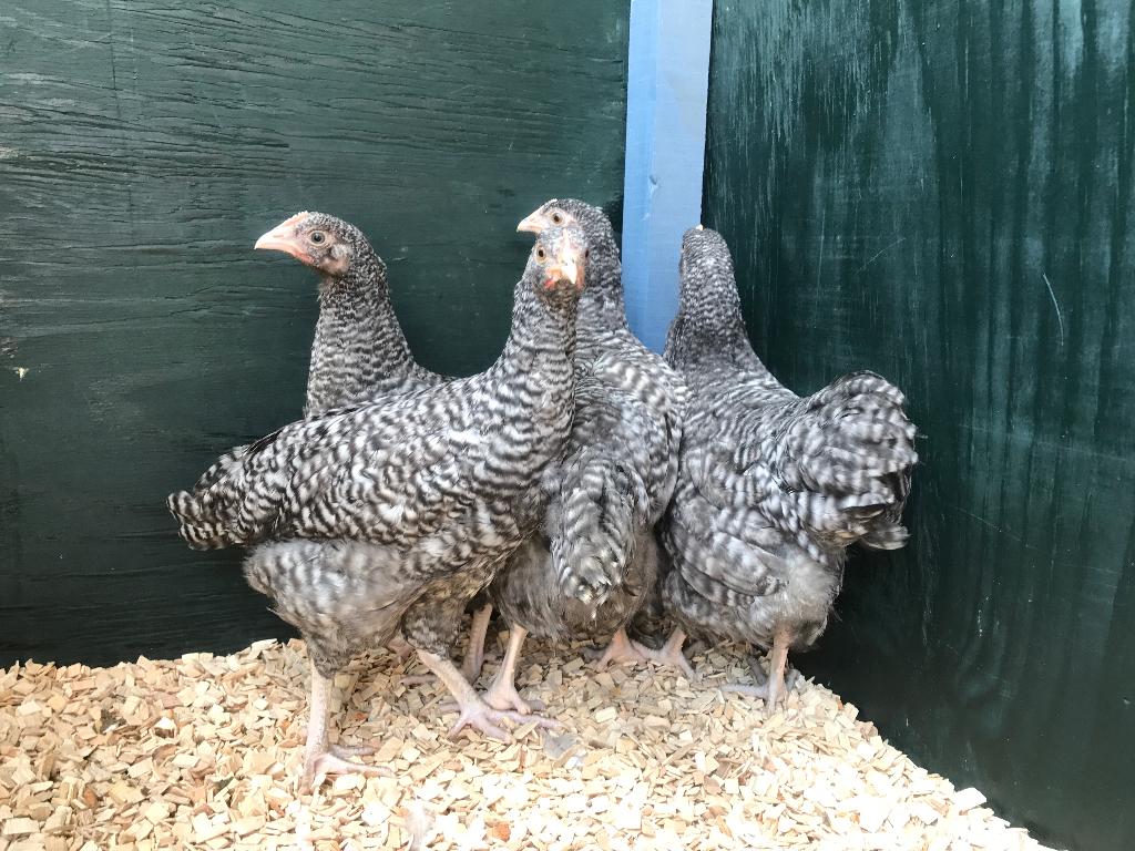 Jonge tamme Noord Hollandse Blauwe kippen gesekst & ingeënt, Dieren en Toebehoren, Vrouwelijk, Kip