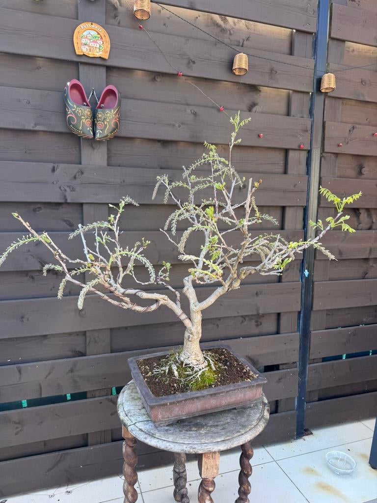 Wisteria bonsai - Wisteria Floribunda/Begin van de bloei, Overige soorten, Lente, Minder dan 100 cm, Ophalen