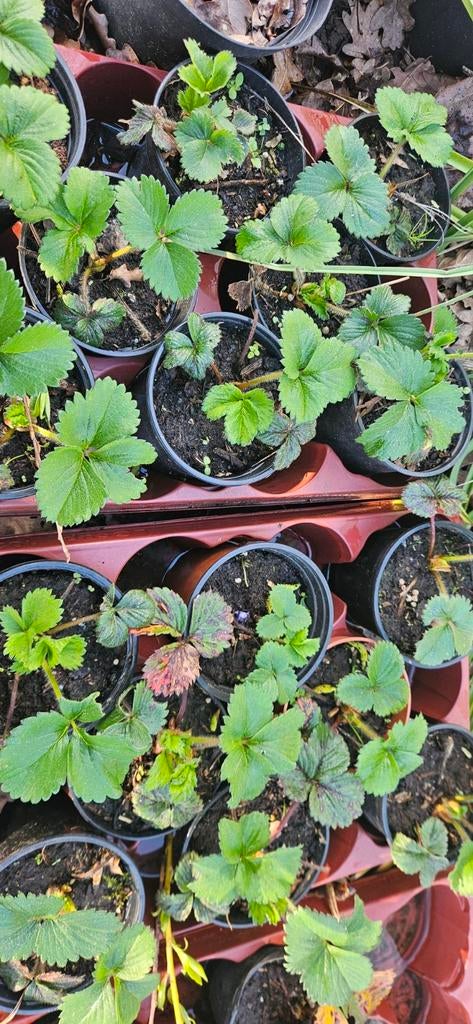 Aardbeiplanten, Tuin en Terras, Planten | Tuinplanten, Ophalen