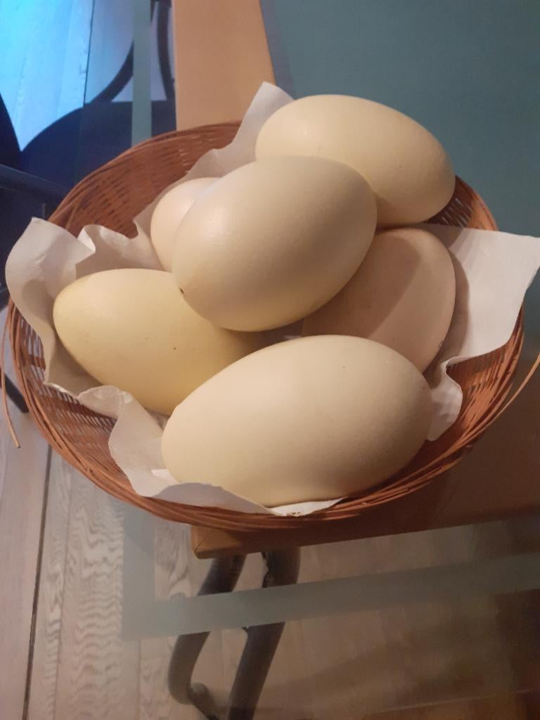 Uitgeblazen nandoe eieren, Ophalen