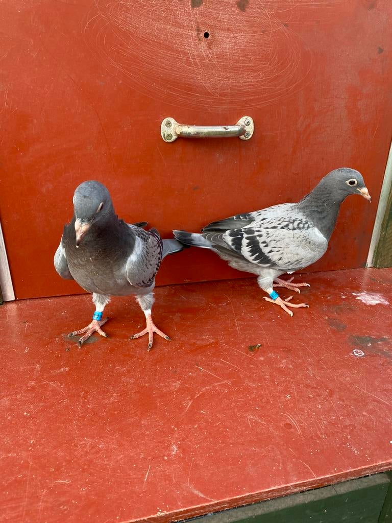 4 pigeons, un coq, une poule et 2 jeunes, Animaux & Accessoires, Plusieurs animaux, Pigeon voyageur