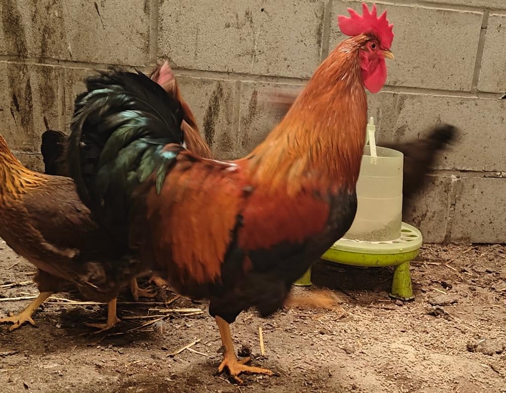 Welsummer groot broedeieren, Dieren en Toebehoren, Pluimvee, Geslacht onbekend, Kip