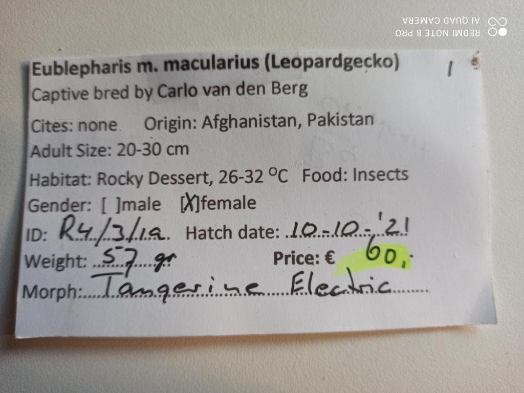 Luipaardgekko + Terrarium enkel afhalen, Dieren en Toebehoren, Reptielen en Amfibieën, Hagedis, 3 tot 6 jaar, Met terrarium, Tam