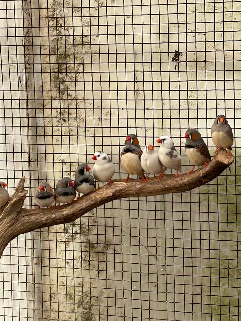 Zebra vinkjes te koop, Mâle, Oiseau chanteur sauvage, Bagué