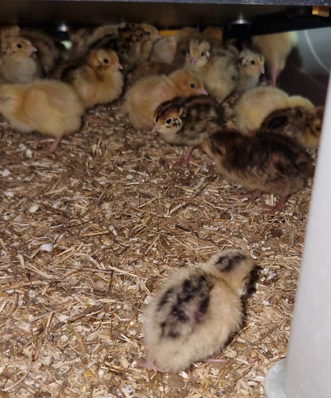 Mooie kuikens Japanse kwartel