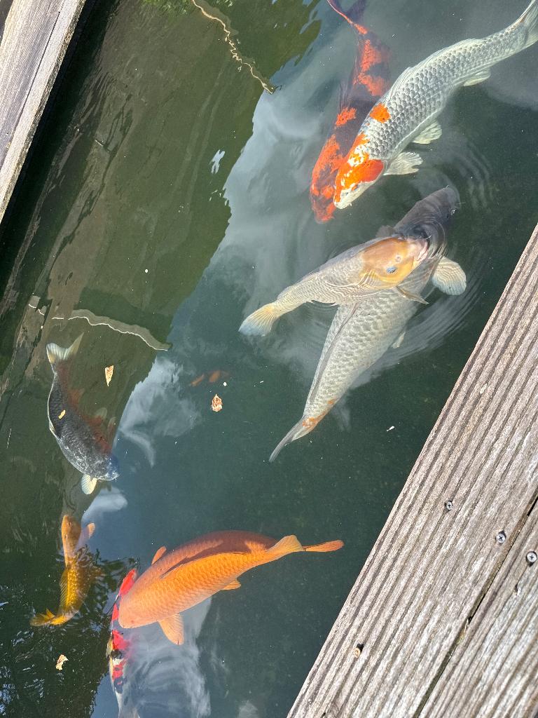 Israëlische& Japanse koi, Carpe ou Koï