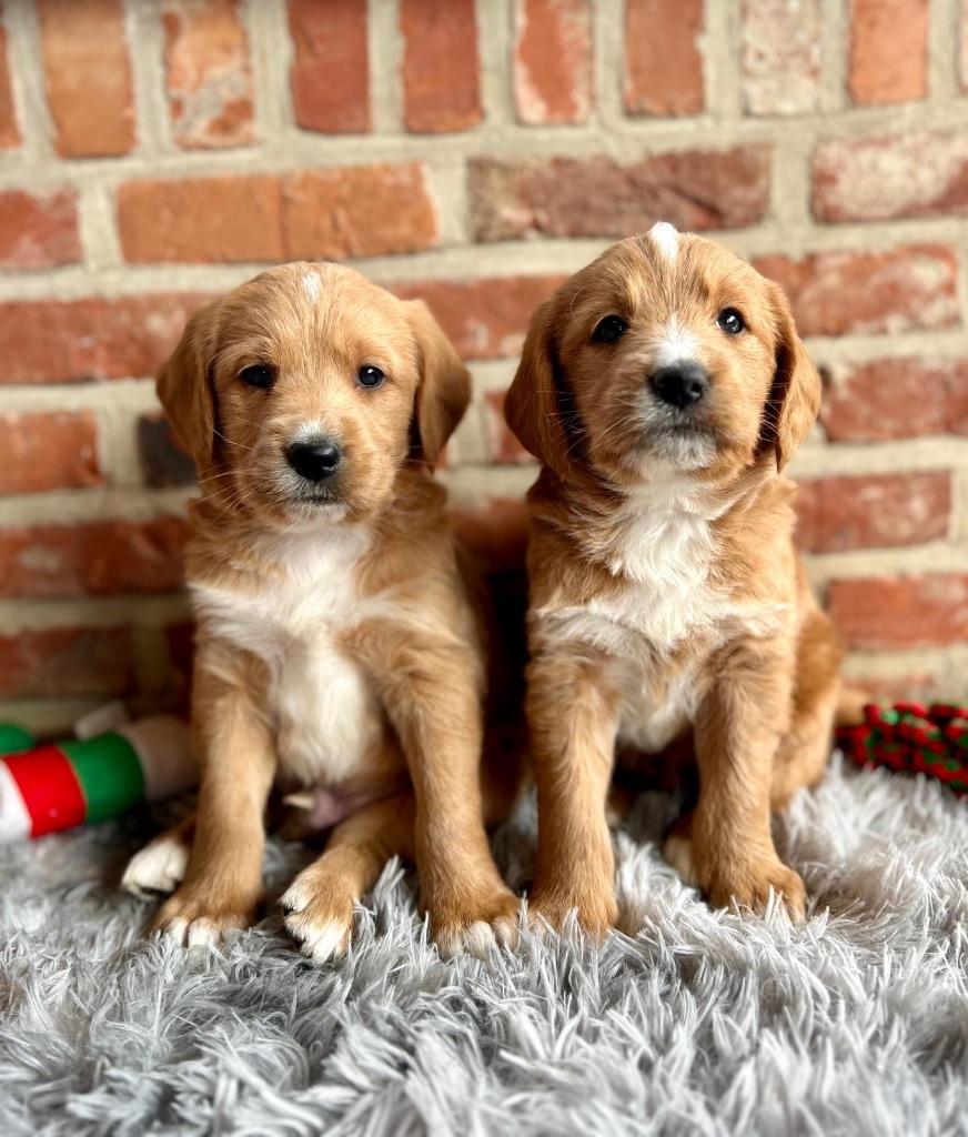 Beaux chiots labradoodle (labrador x caniche), Labrador retriever, Plusieurs, Hépatite contagieuse (maladie de Rubarth), Belgique