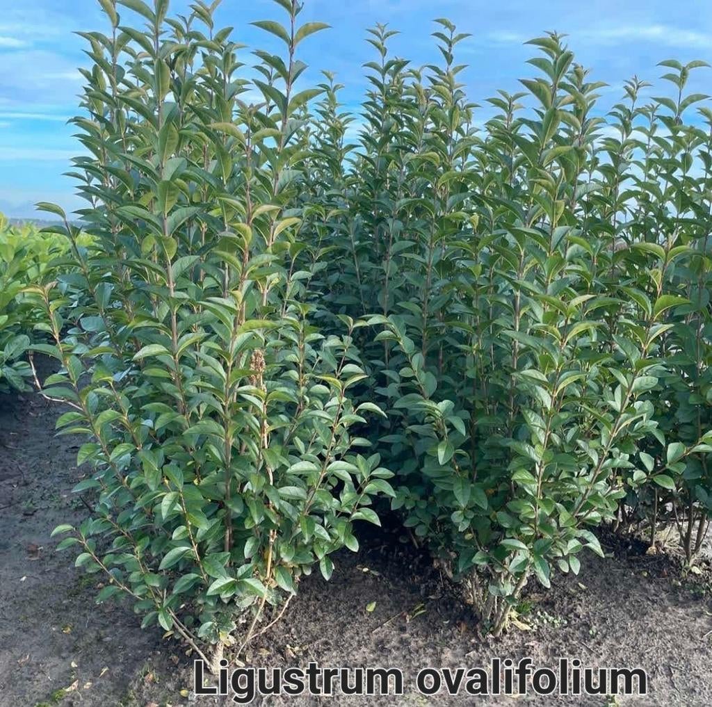 ‼️Ligustrum Ovalifolium aan promoprijzen ‼️, Enlèvement, Taxus
