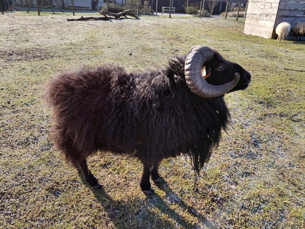 Quessant ram, Dieren en Toebehoren, Schapen, Geiten en Varkens