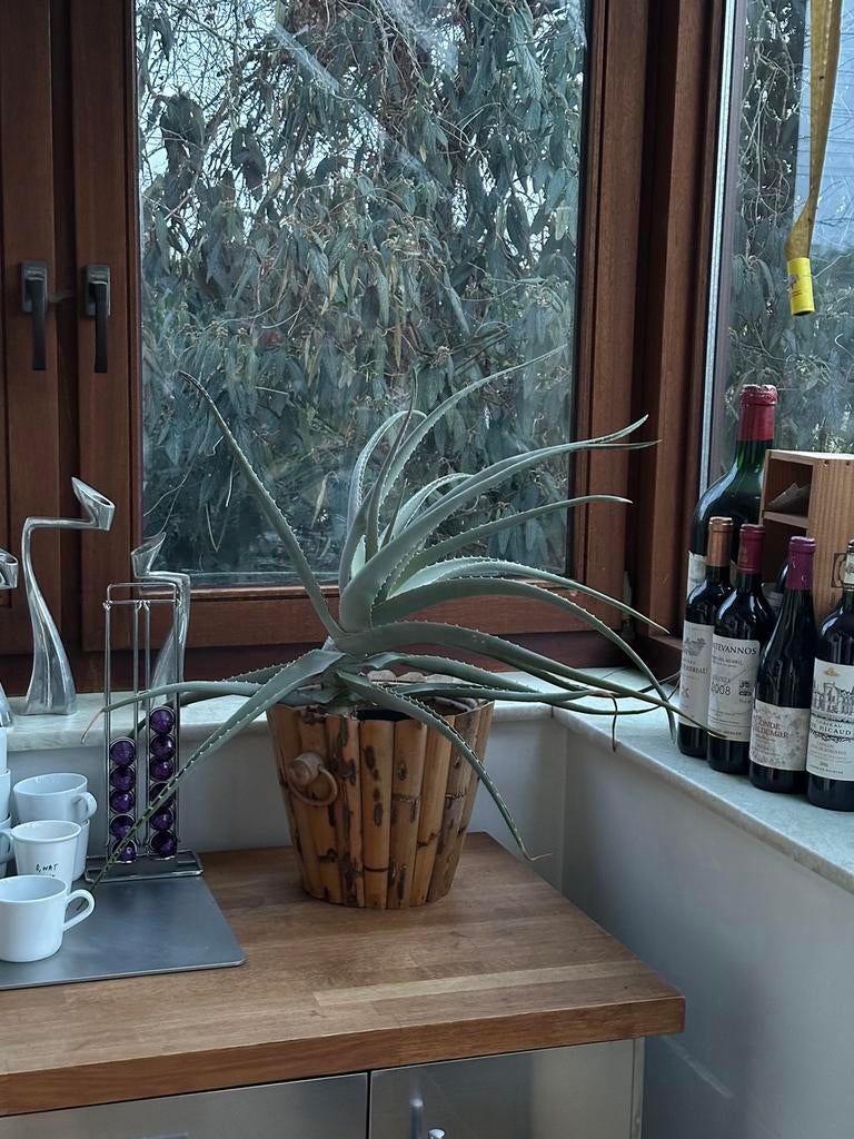 Aloë Vera plant, Enlèvement, Ficus