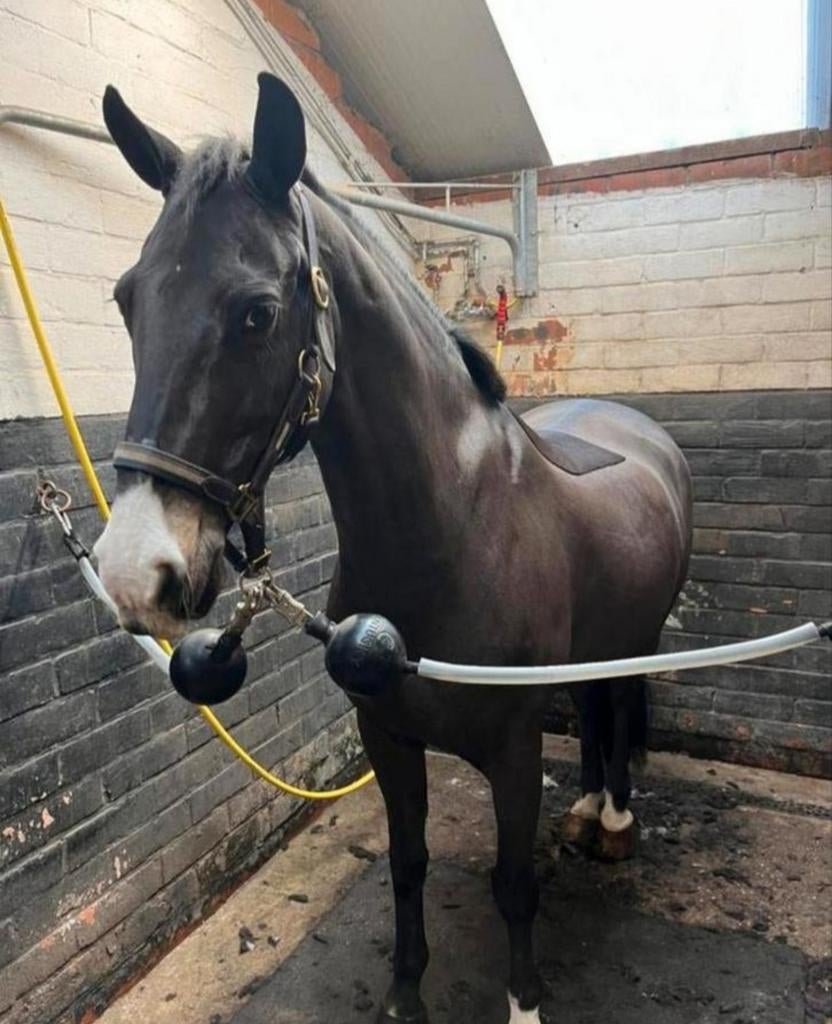 Paarden scheren, Dieren en Toebehoren, Ophalen of Verzenden