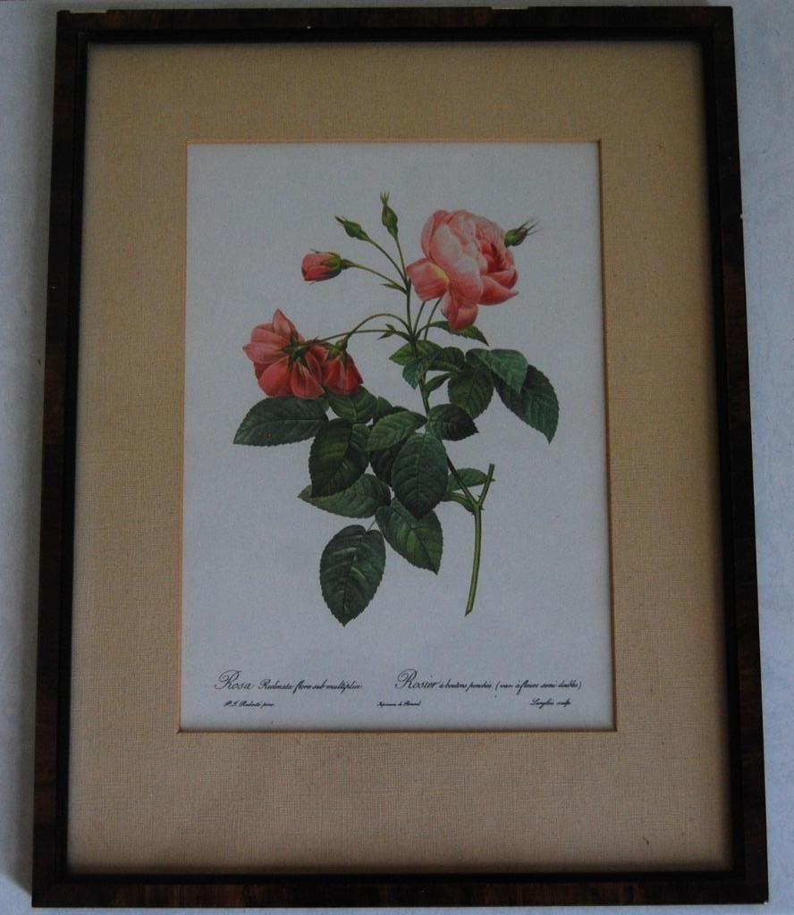Litho  Roos van P.J. Redouté - ingekaderd, Ophalen of Verzenden