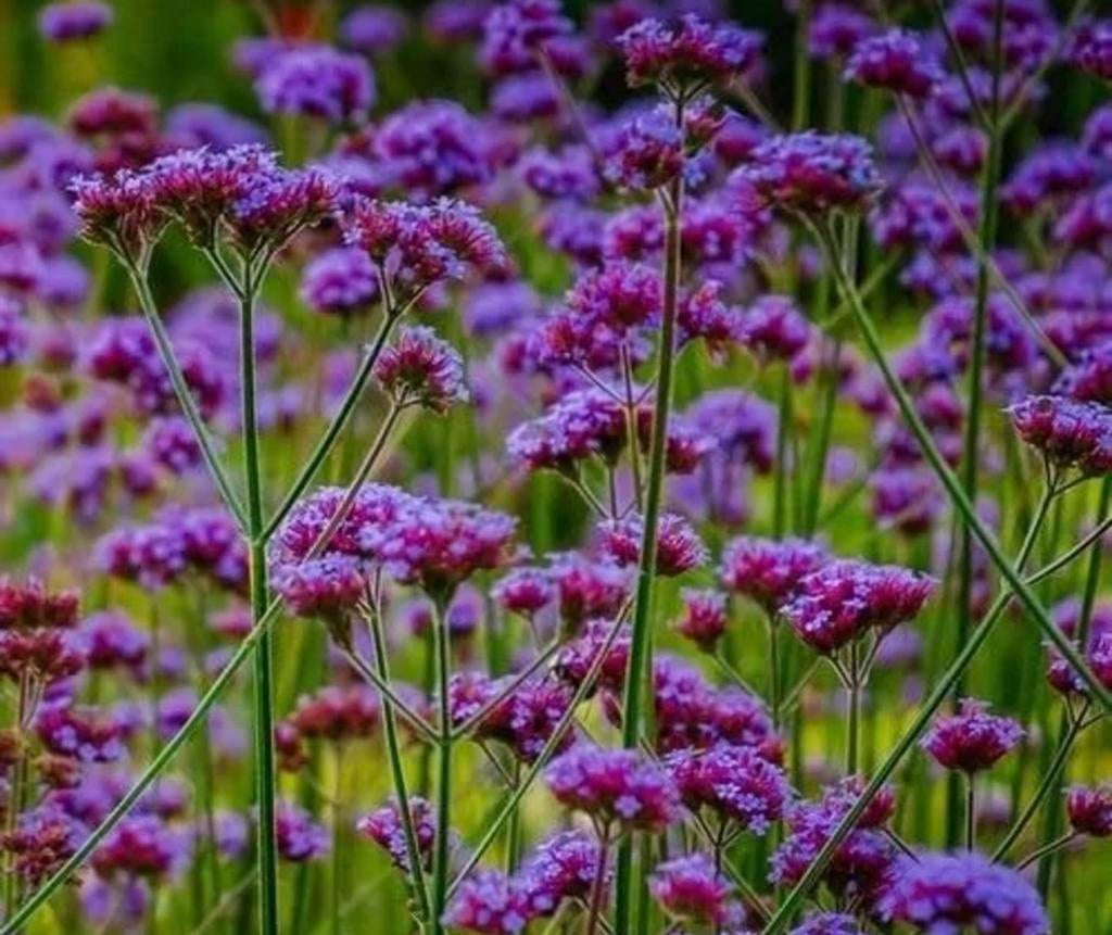 Verbena bonariensis (ijzerhard) zaadjes, Ophalen of Verzenden, Voorjaar, Volle zon, Zaad