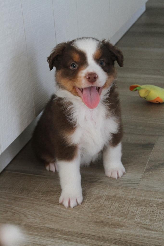 Mini American Shepherd - Mini aussie, Parvo, België, Particulier, Overige rassen