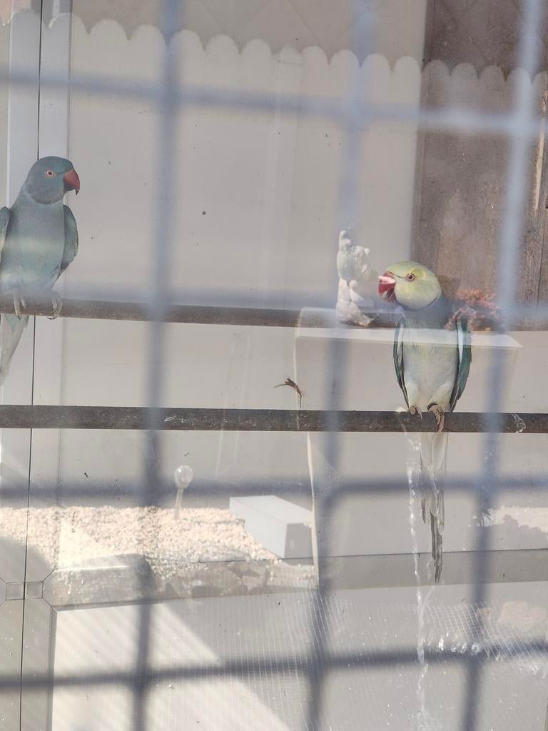 Perruches à collier pour bébés, Animaux & Accessoires, Perruche, Bagué