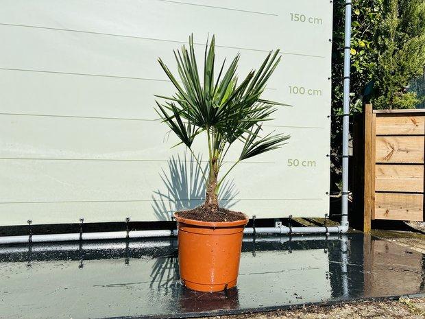 Palmboom - Trachycarpus Fortunei - stamhoogte 20 cm, Tuin en Terras