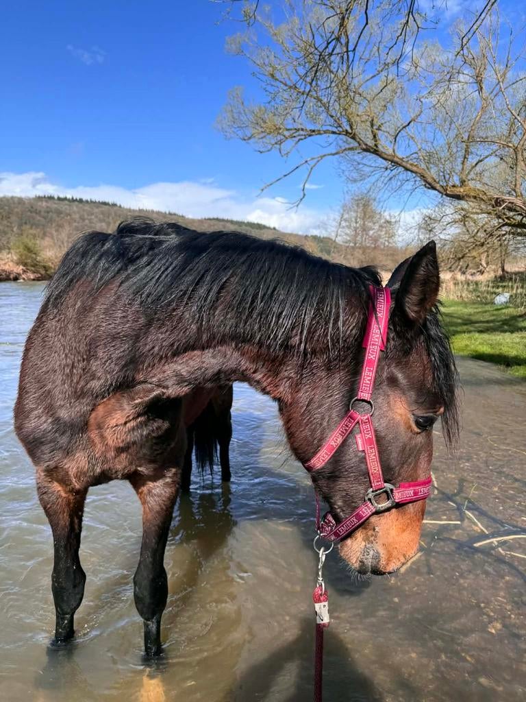 hengst 2jaar-KWPN-zoon Lanto Hbc-springen-dressuur-fokkerij, Dieren en Toebehoren, Met stamboom, 0 tot 2 jaar, Hengst, L