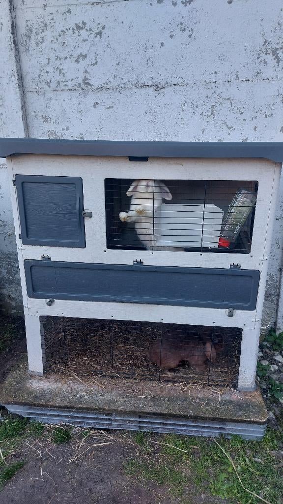 Ik verkoop vier minikonijnen en twee kooien., Dieren en Toebehoren, Konijnen, Klein