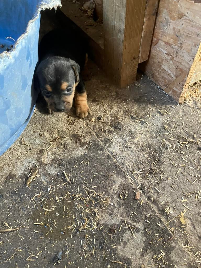 Te koop mooi nestje jack rusels, Hépatite contagieuse (maladie de Rubarth), 8 à 15 semaines, Plusieurs, Éleveur | Loisir