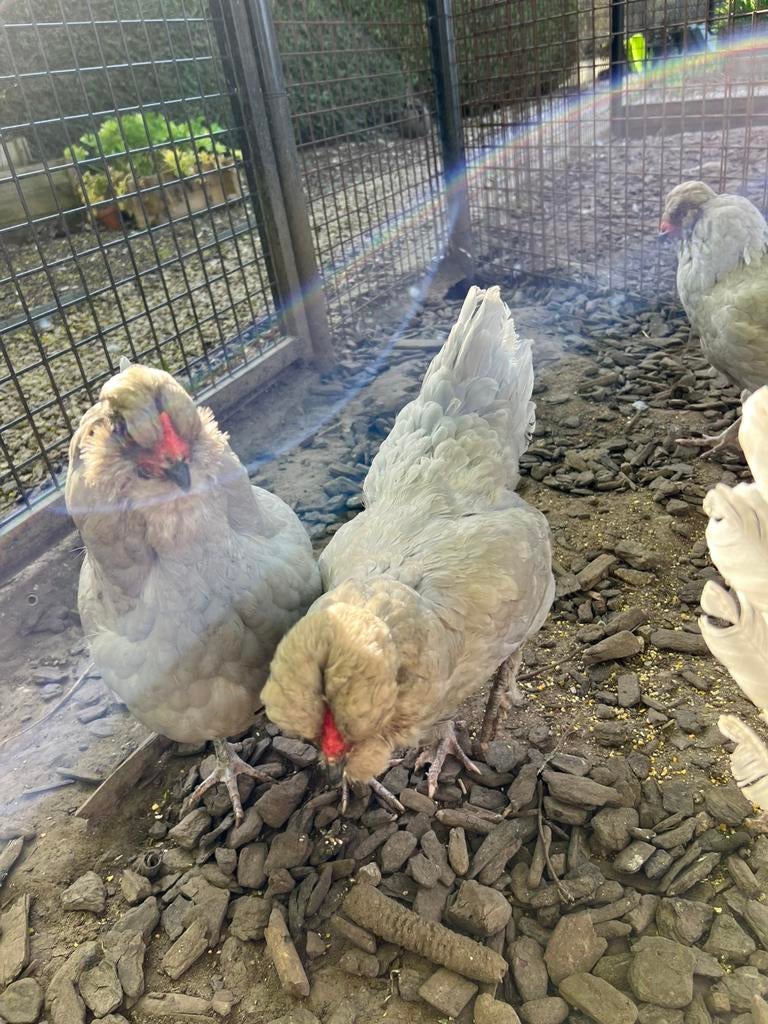 Broedeieren lavendel Britse araucana, Dieren en Toebehoren, Pluimvee, Geslacht onbekend, Kip