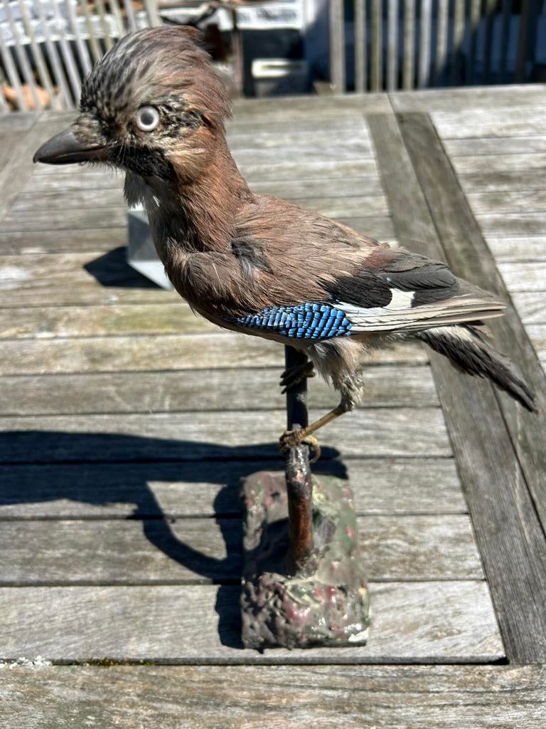 Vlaamse gaai, Ophalen, Gebruikt, Vogel