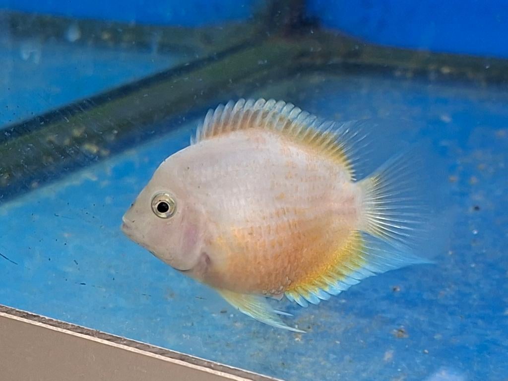 Platinum (spierwit) Amatitlania nigrofasciata cichlide, Dieren en Toebehoren, Vis, Zoetwatervis