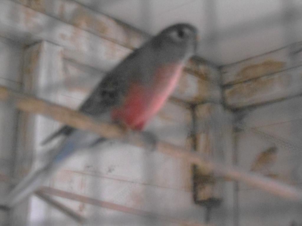 bourke parkiet man, Mâle, Perruche