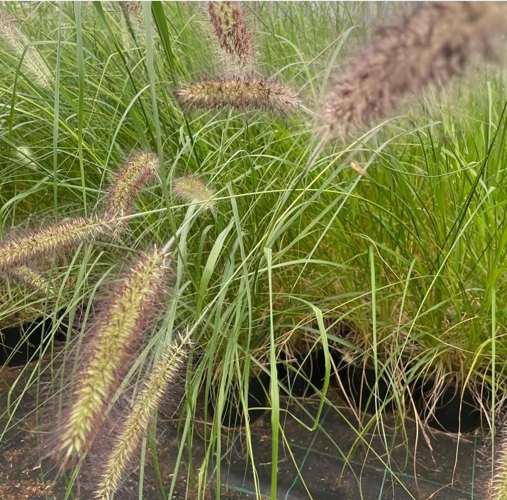‼️siergrassen aan promoprijzen ‼️, Ophalen, Siergrassen