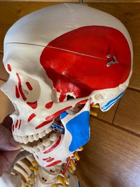 Studieskelet voor studenten geneeskunde/kinesitherapie, Diversen, Ophalen, Gebruikt