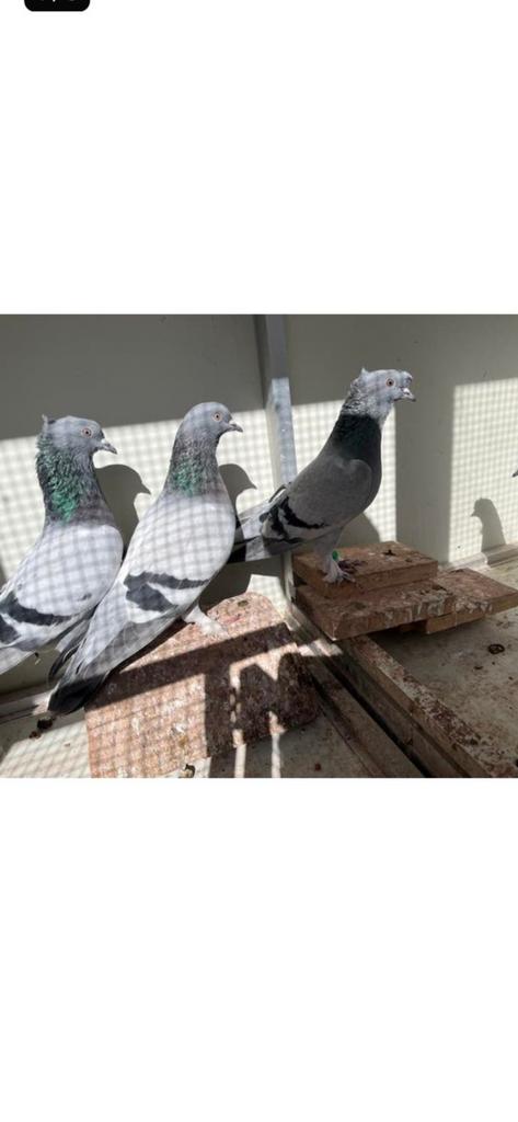 Takla, Plusieurs animaux, Pigeon culbutant ou Roller