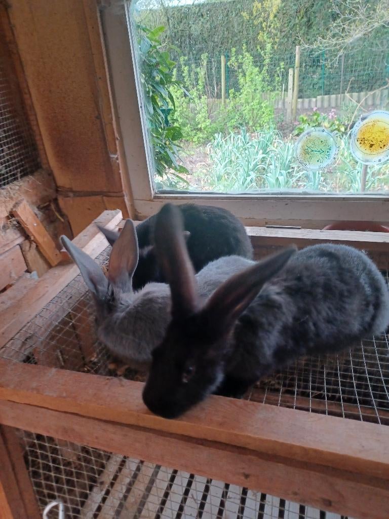 Konijnen, Plusieurs animaux, Grand, 0 à 2 ans