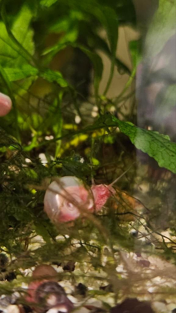 Posthoornslakken 100 stuks = 7,5€, Dieren en Toebehoren, Vissen | Aquariumvissen, Slak of Weekdier, Zoetwatervis