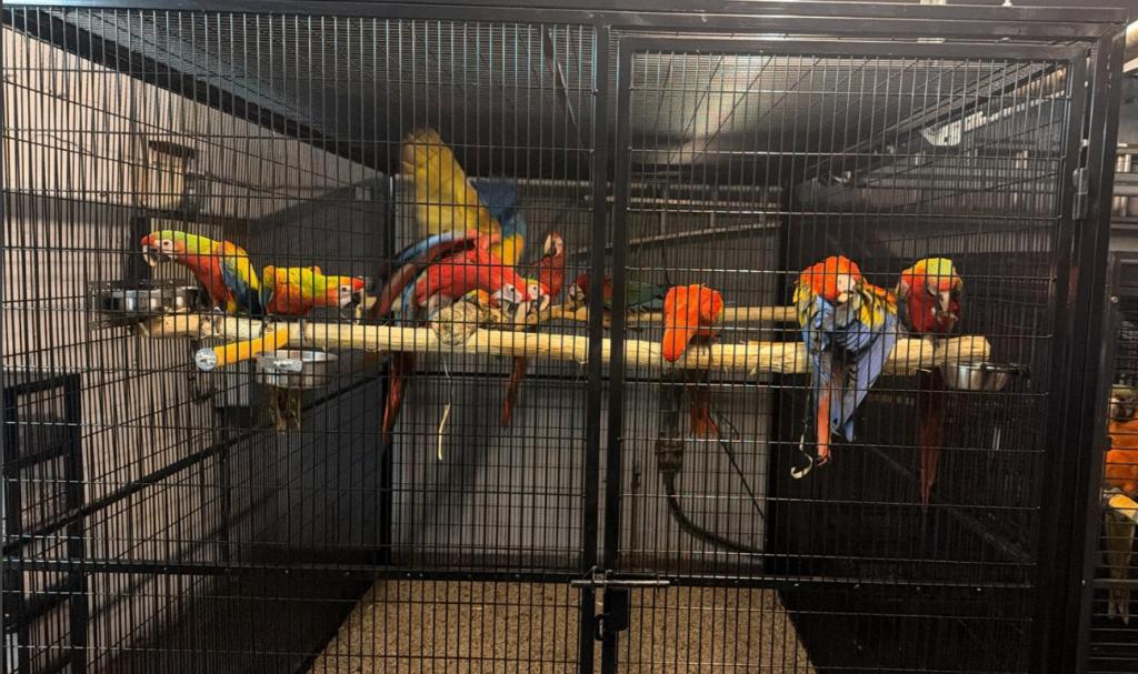 papegaaienkooi, Dieren en Toebehoren, Vogels | Hokken en Kooien, Ophalen