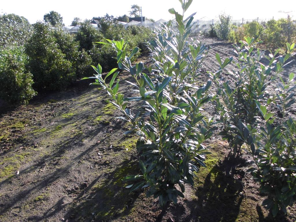 Laurierplanten {In Promotie!!!} {Nu 1 euro/plant Korting!!!}, Tuin en Terras, Planten | Struiken en Hagen, Ophalen, Laurier, Haag