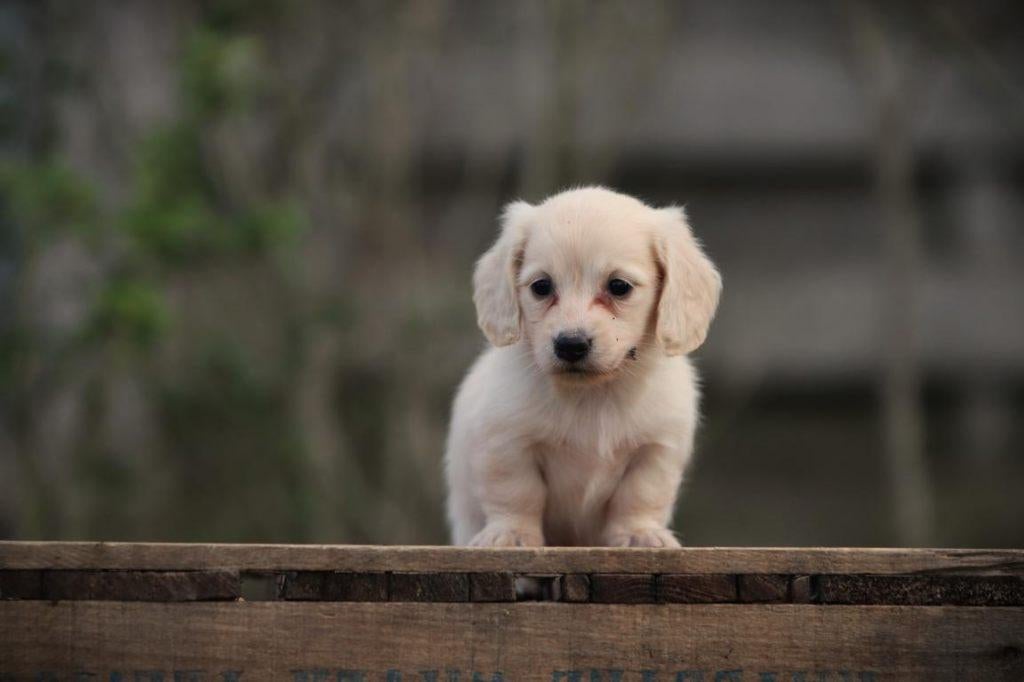 Cremekleurige langharige dwergteckeltjes, Dieren en Toebehoren, Parvo, België, 8 tot 15 weken, Dwerg
