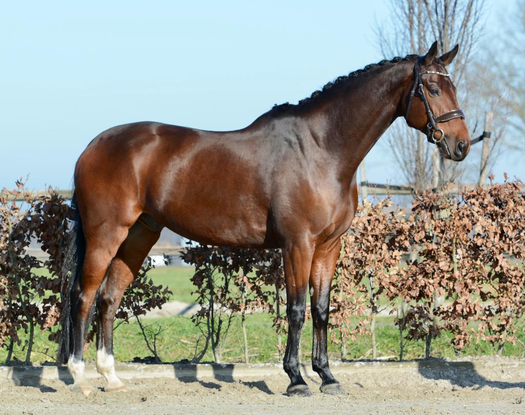 Allround dressuurpaard, Cheval de dressage, 11 ans ou plus, Hongre, M