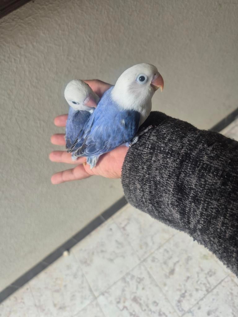 Handtamme dwergpapegaaien