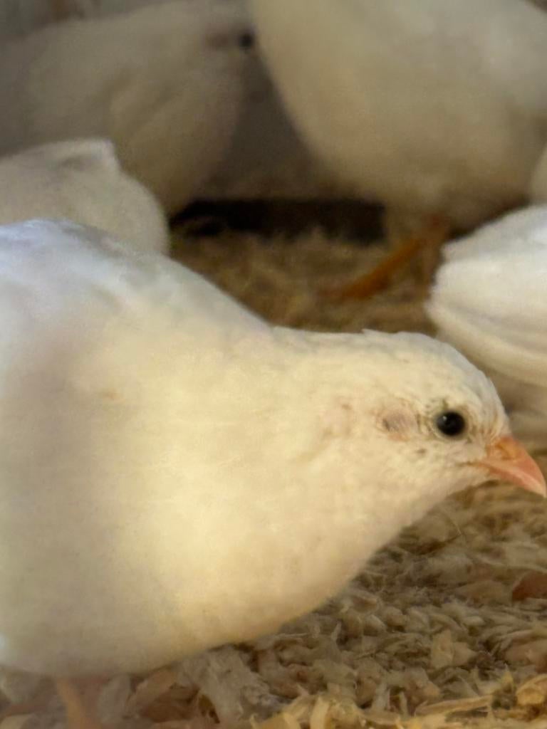 Chinese dwergkwartels, Dieren en Toebehoren