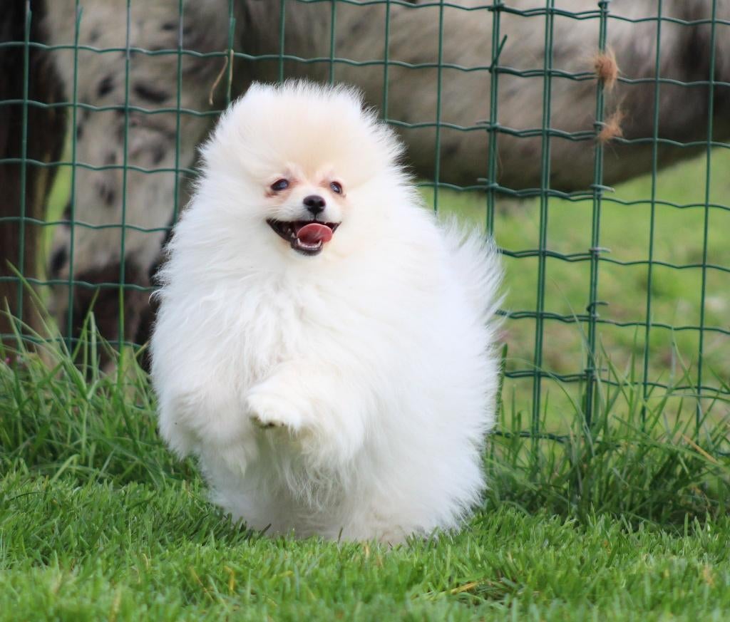 Chiot de Poméranie, Animaux & Accessoires, Chiens | Huskys, Loulous & Types primitifs, Loulou, Chien (mâle), Belgique, Un chien