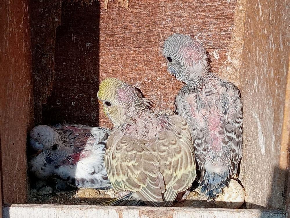 jonge parkieten, Perruche