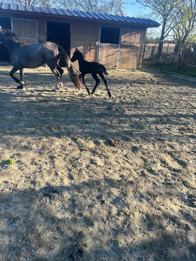 Gekruisd fries veulen, Animaux & Accessoires, Étalon