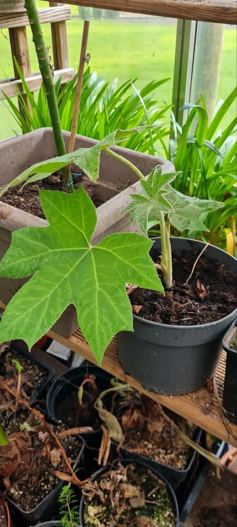 Tetrapanax papyfera steroïde reus, Tuin en Terras, Planten | Tuinplanten, Ophalen of Verzenden, Zomer