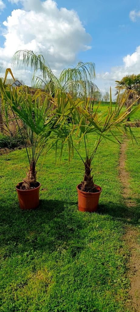 Trachycarpus Fortunei palmbomen, Tuin en Terras, Ophalen