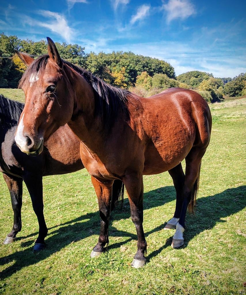 Etalon Quarter, Animaux & Accessoires, Étalon