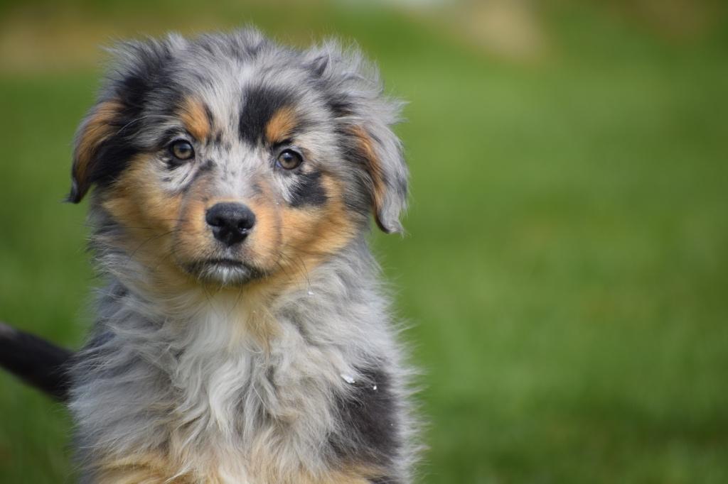 Australische herder pups aussi, België, 8 tot 15 weken, Parvo, Meerdere
